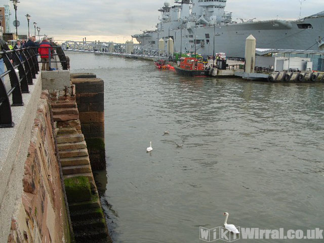 Attached picture Illustrious swans resized.jpg